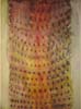 CSwcScribeToweredRhythms276(76)30x22