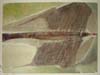 CSwcSeaObjectRudderInWake(65)18x24